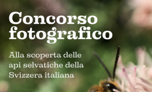 Concorso fotografico: le api selvatiche della Svizzera Italiana